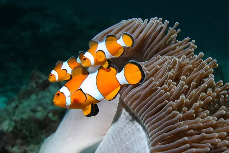 Clownfish-Phi-Phi-Islands-Scuba-Diving.webp